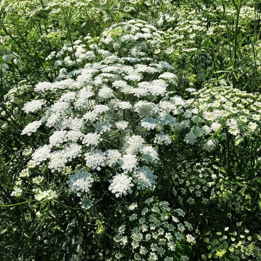 Ammi Majus, Bishops Flower, White Plug Plants, Wildlife Friendly, Cottage Garden, Cut Flowers