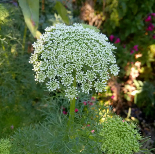 Ammi Visagna, White Plug Plants, Wildlife Friendly, Cottage Garden, Cut Flowers
