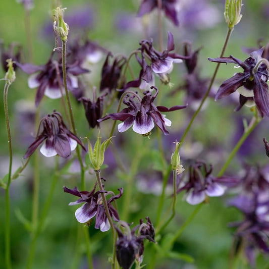 Aquilegia William Guinness, Columbine, Purple, Plug Plants, Bee and Wildlife Friendly, Cottage Garden Cut Flowers