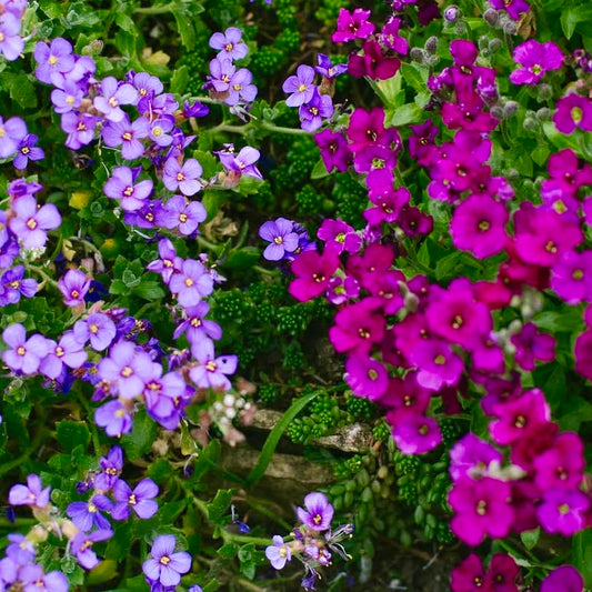Aubretia Mix, Pink, Blue, Purple, Plug Plants, Wildlife Friendly, Cottage Garden