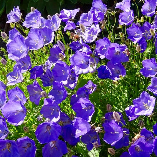Tussock Bellflower, Blue Campanula, Plug Plants, Wildlife Friendly, Cottage Garden