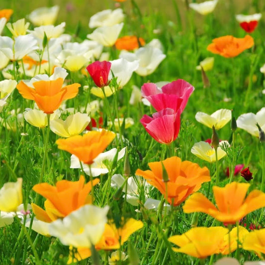 Californian Poppy, Eschscholzia Mix, Plug Plants, Bee and Wildlife Friendly, Cottage Garden