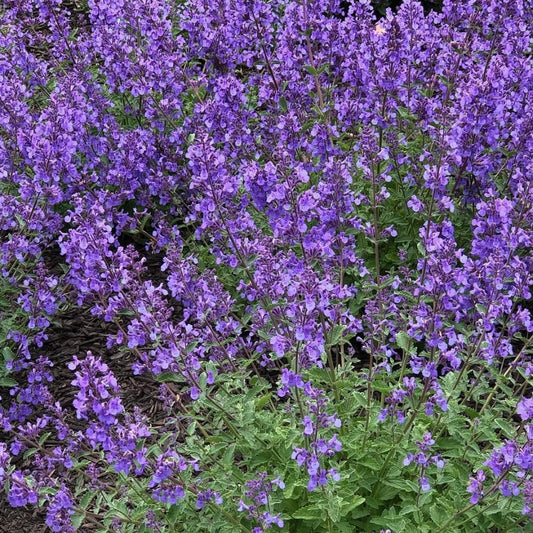 Catmint Nepeta, Plug Plant, Cottage Garden, Cut Flowers, Wildlife Friendly