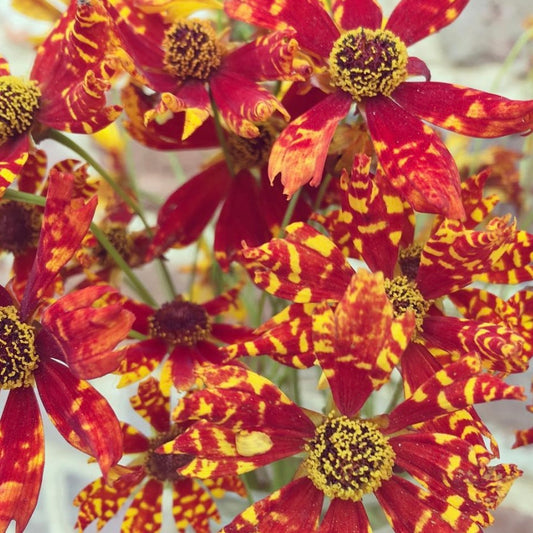 Coreopsis Radiata, Plug Plants, Red Yellow, Wildlife Friendly, Cottage Garden, Cut Flowers