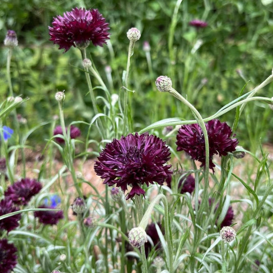 Cornflower Black Ball, Plug Plants, Wildlife Friendly, Cottage Garden, Cut Flowers