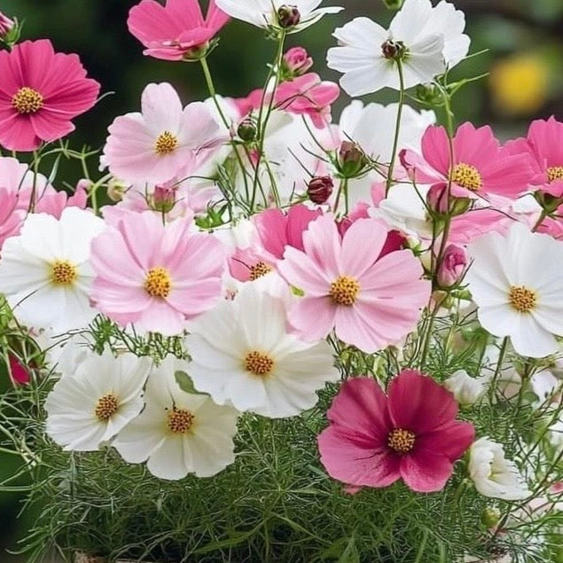Cosmos Dwarf Mix, Plug Plants, Pinks, Whites Wildlife Friendly, Cottage Garden