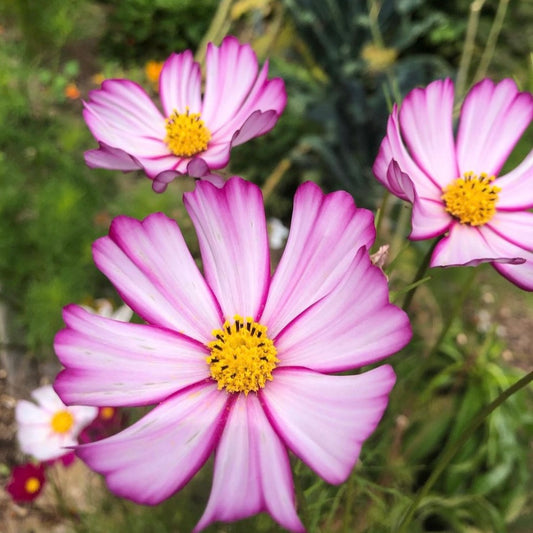 Cosmos Bipinnatus Picotee Pink, Plug Plants, Bee and Wildlife Friendly, Cottage Garden, Cut Flowers