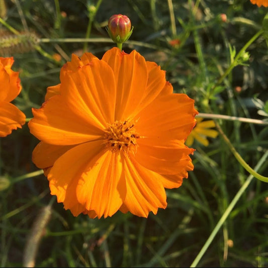 Cosmos Bipinnatus Polidor Orange, Plug Plants, Bee and Wildlife Friendly, Cottage Garden, Cut Flowers