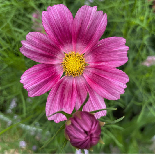 Cosmos Bipinnatus Radiance, Pink, Plug Plants, Bee and Wildlife Friendly, Cottage Garden, Cut Flowers