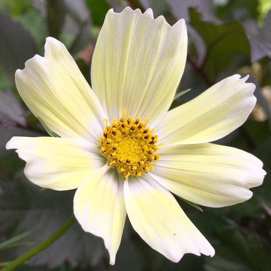 Cosmos Sunset Yellow, Plug Plants, Bee and Wildlife Friendly, Cottage Garden