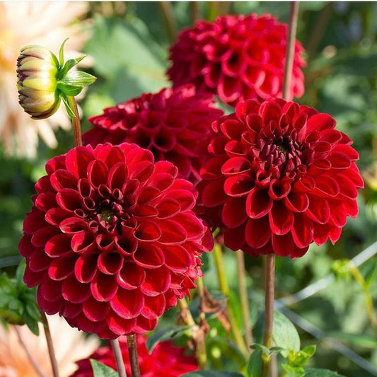 Dahlia Variabilis Bloody Mary, Deep Red, Plug Plants, Bee and Wildlife Friendly, Cottage Garden, Cut Flowers