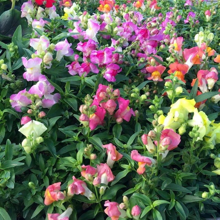 Dwarf Snapdragon Mix, Plug Plants, Antirrhinum, Wildlife Friendly, Cottage Garden