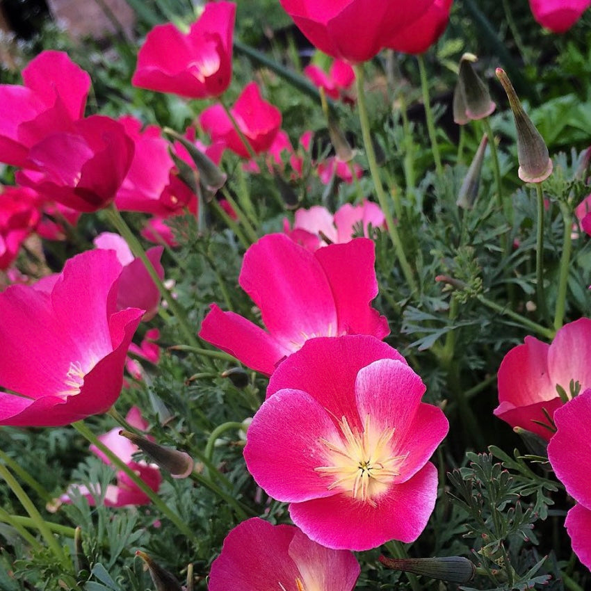 Californian Poppy, Eschscholzia Carmine King, Pink Plug Plants, Bee and Wildlife Friendly, Cottage Garden