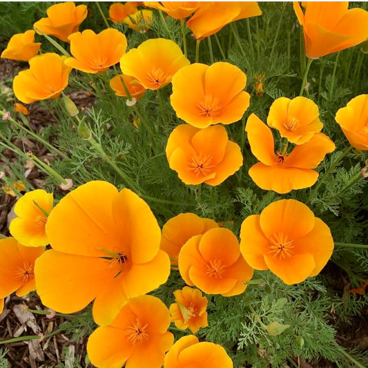Californian Poppy, Eschscholzia Golden, Orange Plug Plants, Wildlife Friendly, Cottage Garden