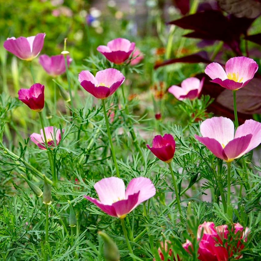 Californian Poppy, Eschscholzia Purple Gleam, Plug Plants, Bee and Wildlife Friendly, Cottage Garden