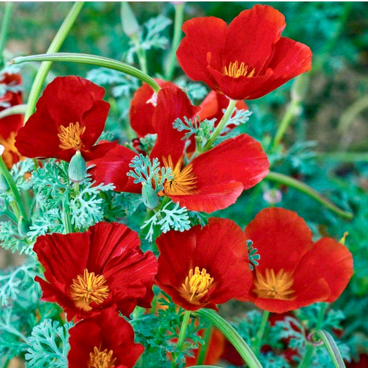 Californian Poppy, Eschscholzia Red Chief, Plug Plants, Bee and Wildlife Friendly, Cottage Garden
