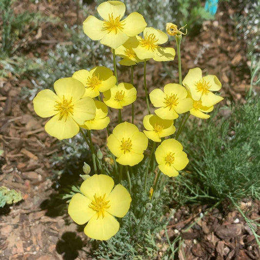 Californian Poppy, Eschscholzia Sundew Yellow, Plug Plants, Bee and Wildlife Friendly, Cottage Garden