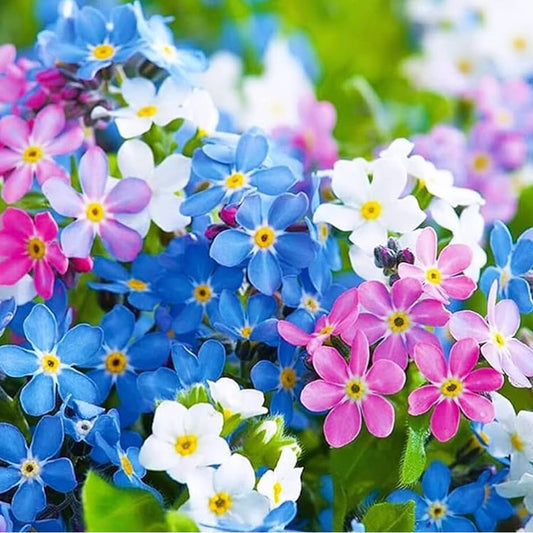 Forget Me Not Mix, Plug Plants, Blue, Pink, Wildlife Friendly, Cottage Garden