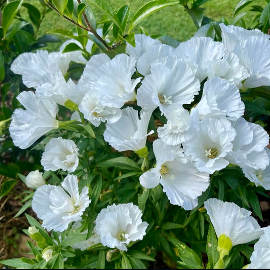 Godetia Albany, White, Plug Plants, Wildlife Friendly, Cottage Garden