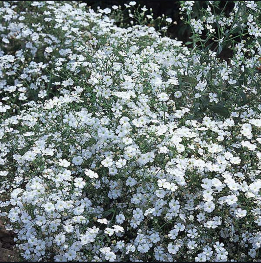 Gypsophila, Baby’s Breath, White, Plug Plants, Wildlife Friendly, Cottage Garden