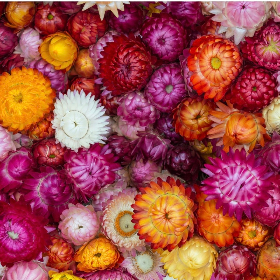 Helichrysum Strawflower Mix, Plug Plants, Pink, Orange, Cottage Garden