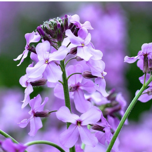 Sweet Rocket, Hesperis matronalis, Plug Plants, Purple, Bee and Wildlife Friendly, Cottage Garden Cut Flowers