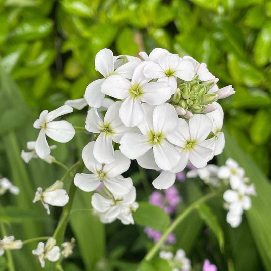 Sweet Rocket, Hesperis matronalis, Plug Plants, White, Bee and Wildlife Friendly, Cottage Garden Cut Flowers