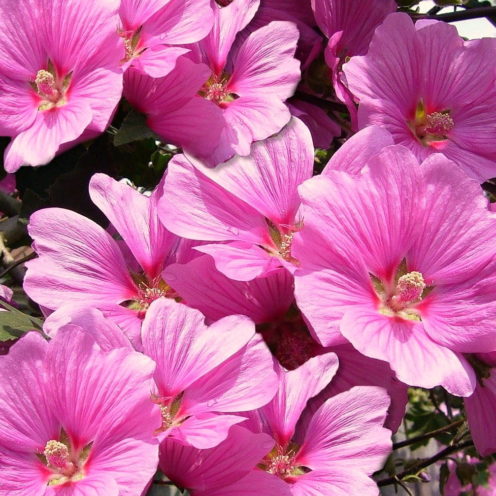 Lavatera Trimestris, Rose Mallow, Plug Plants, Bee and Wildlife Friendly, Cottage Garden, Cut Flowers