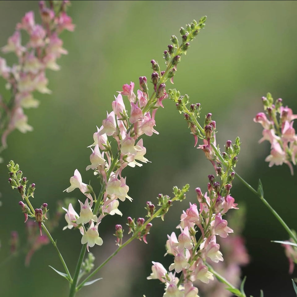 Linaria Rosea, Plug Plants, Wildlife Friendly, Cottage Garden