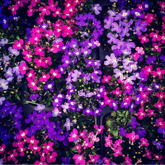Lobelia Cascade Mix, Plug Plants, Blue, Pink, Wildlife Friendly, Cottage Garden