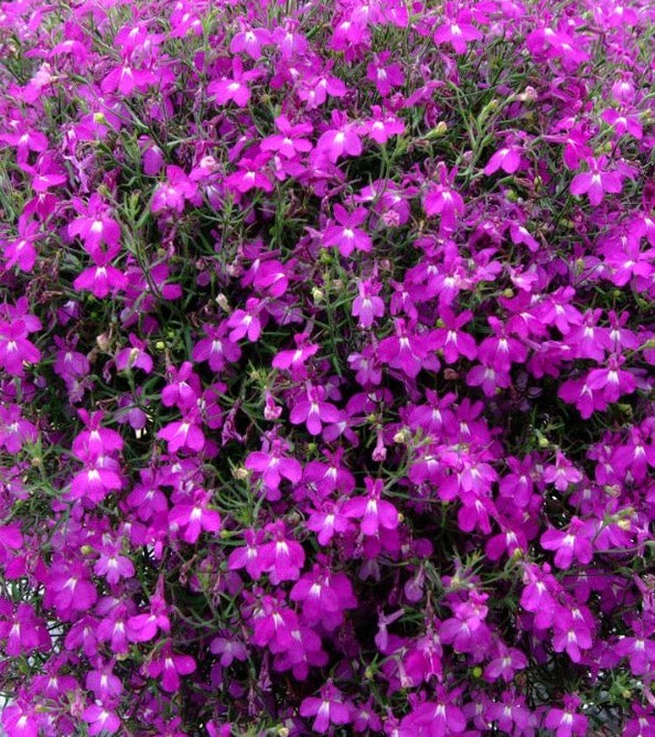 Lobelia Pink, Plug Plants, Pink, Wildlife Friendly, Cottage Garden