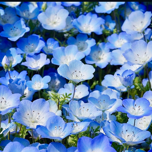 Nemophila, Baby Blue Eyes, Plug Plants, Bee and Wildlife Friendly, Cottage Garden