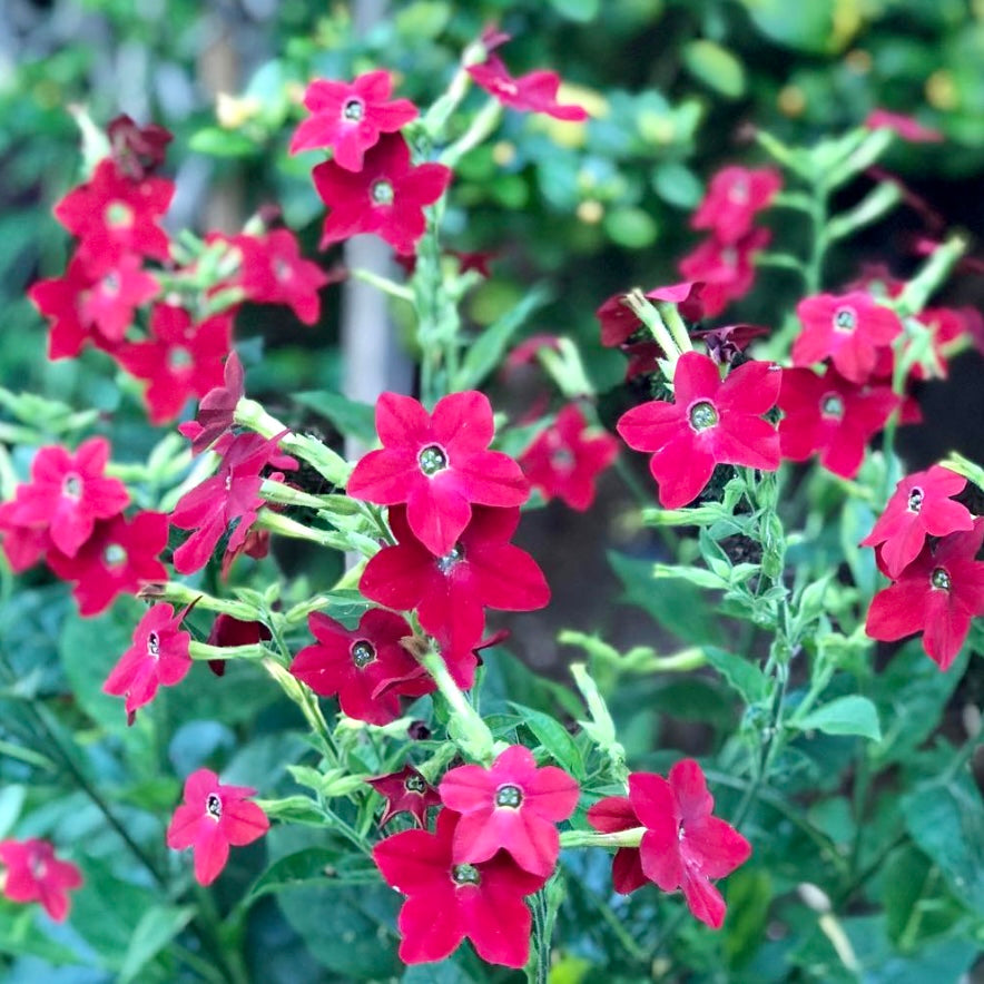 Nicotiana Crimson, Plug Plants, Red, Wildlife Friendly, Cottage Garden
