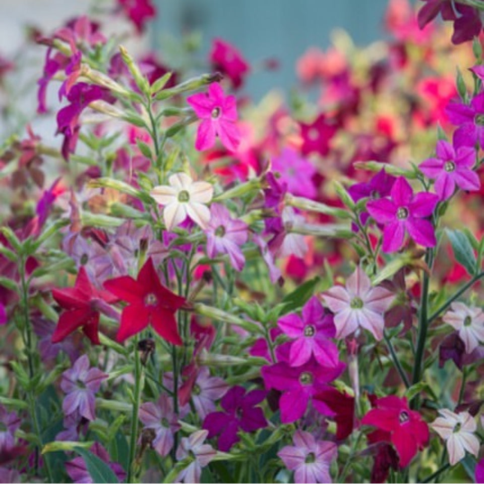 Nicotiana Dwarf Mix, Plug Plants, White, Bee and Wildlife Friendly, Cottage Garden