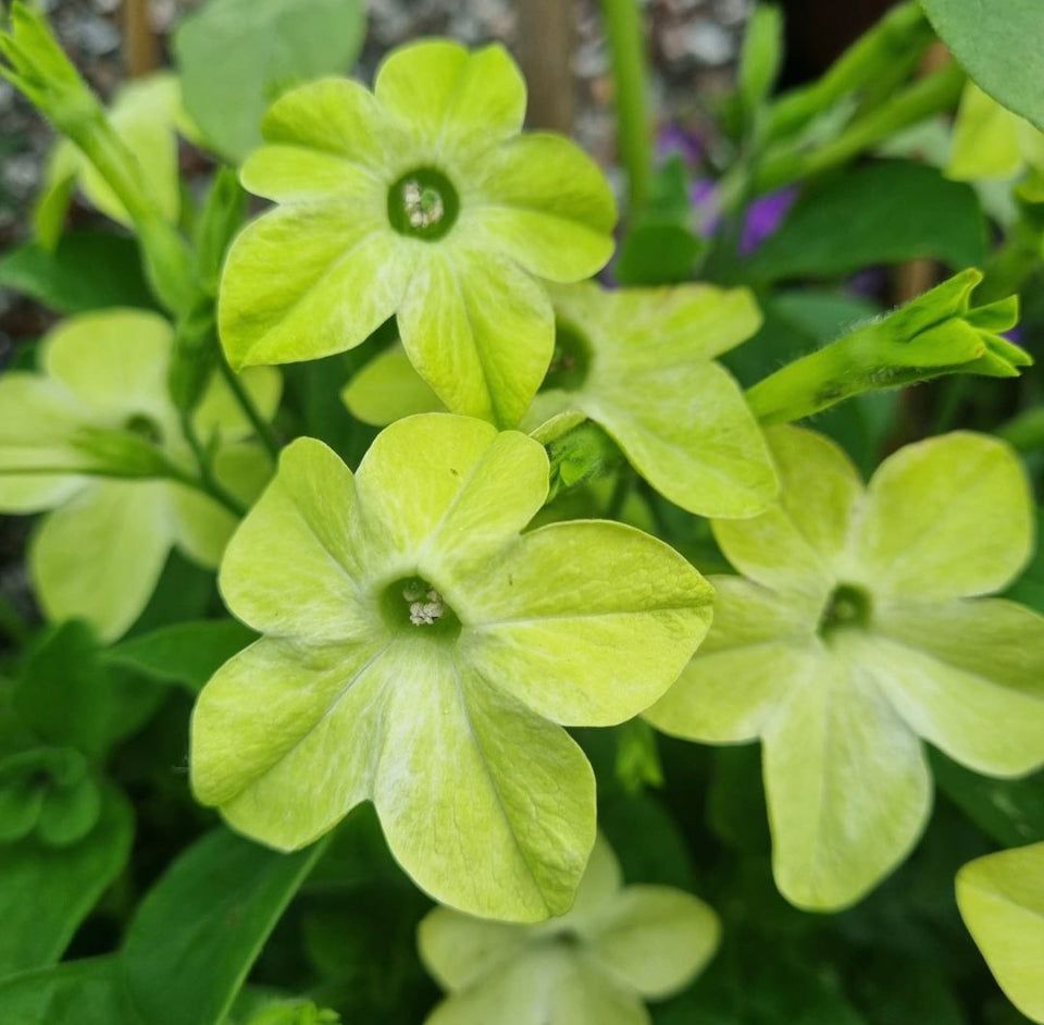 Nicotiana Lime Green, Plug Plants, Bee and Wildlife Friendly, Cottage Garden, Cut Flowers