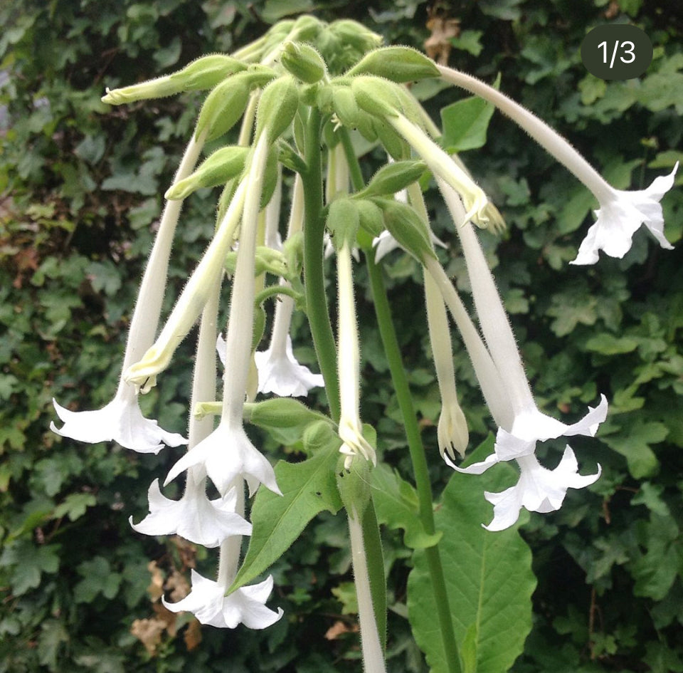 Nicotiana Sylvestris, Plug Plants, White, Bee and Wildlife Friendly, Cottage Garden