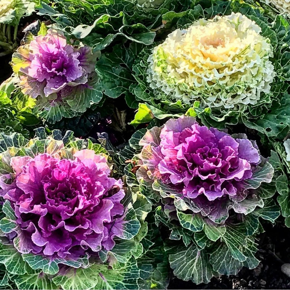 Ornamental Cabbage, Brassica Oleracea Plug Plants, Bee and Wildlife Friendly, Cottage Garden