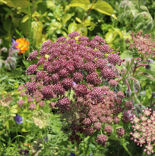 Ornamental Carrot, Purple, Plug Plants, Bee and Wildlife Friendly, Cottage Garden Cut Flowers