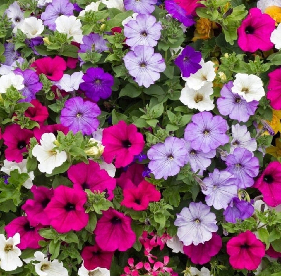 Petunia Trailing Mix, Plug Plants, Blue, Pink, Wildlife Friendly, Cottage Garden