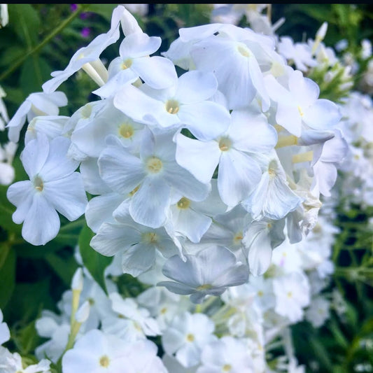 Phlox Drummondii, Alba, Plug Plants, White, Bee and Wildlife Friendly, Cottage Garden, Cut Flowers