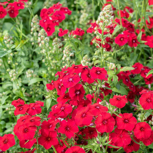 Phlox Drummondii, Coccinea, Plug Plants, Rose Red, Bee and Wildlife Friendly, Cottage Garden, Cut Flowers