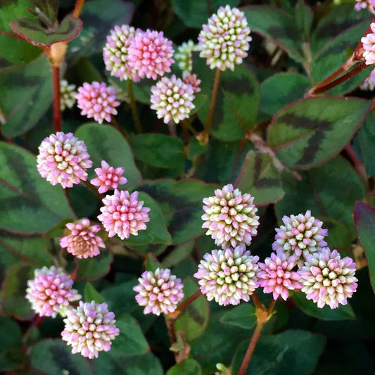 Punching Balls Polygonum, Pink, Plug Plants, Wildlife Friendly, Cottage Garden