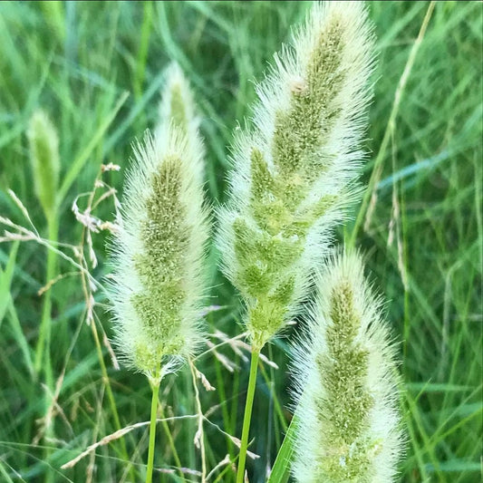 Rabbits Foot Grass, Polypogon, Ornamental Grass, Plug Plant, Cottage Garden