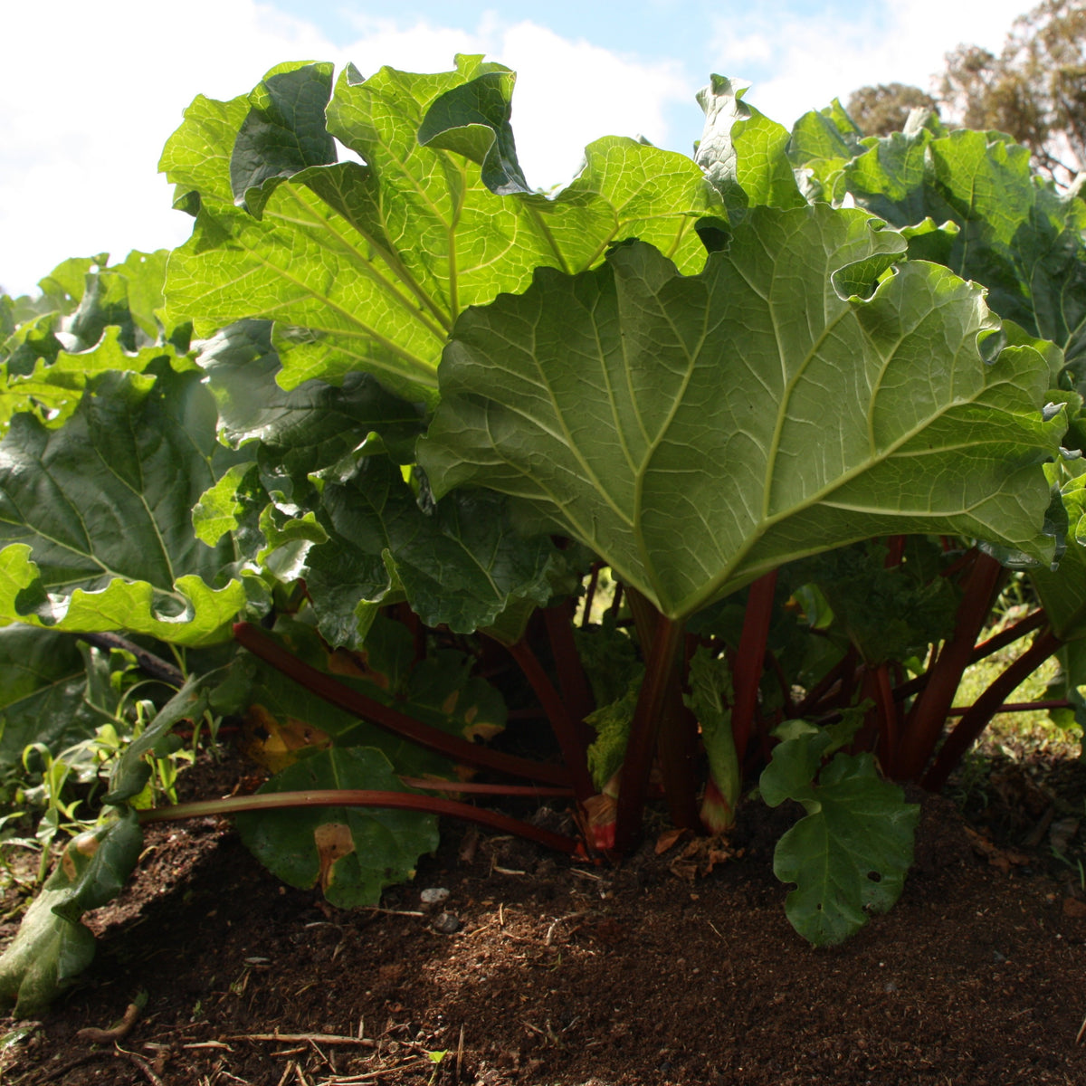 Rhubarb Victoria, Plug Plants, Perennial Fruit, High Yield