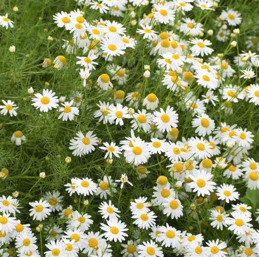 Roman Chamomile, Plug Plants, White, Wildlife Friendly, Cottage Garden, Cut Flowers