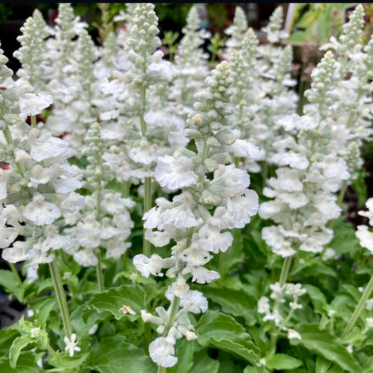 Salvia White, Plug Plants, Bee and Wildlife Friendly, Cottage Garden