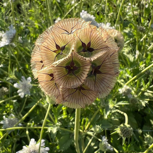 Scabiosa Ping Pong, Drumstick, Plug Plants, Bee and Wildlife Friendly, Cottage Garden, Cut Flowers