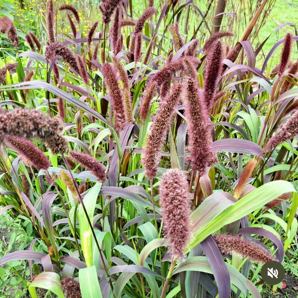 Foxtail Millet, Setaria Italica, Ornamental Grass, Plug Plant