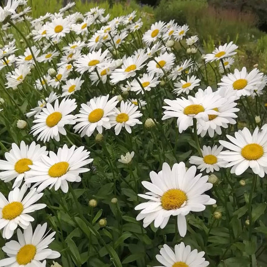 Shasta Daisy, White, Plug Plants, Bee and Wildlife Friendly, Cottage Garden Cut Flowers