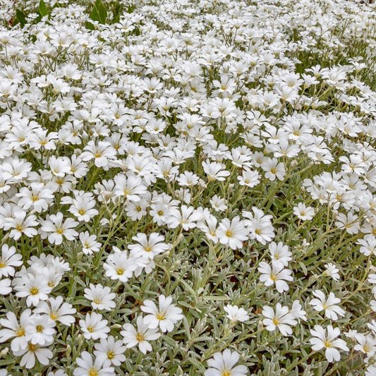 Snow In Summer, Plug Plants, White, Wildlife Friendly, Cottage Garden